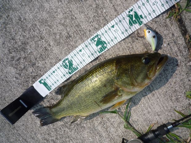 草ヶ部大池 ブラックバス 42cm