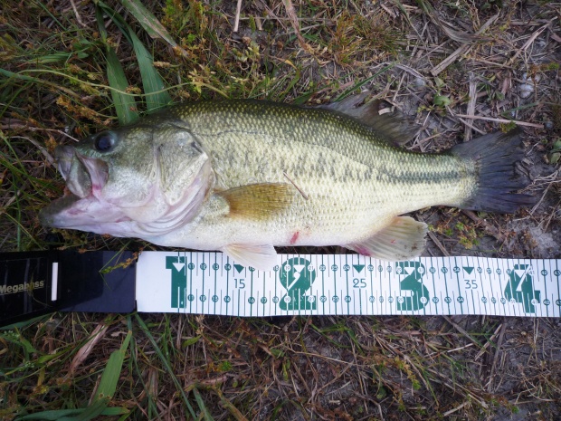 七区 ブラックバス 41cm