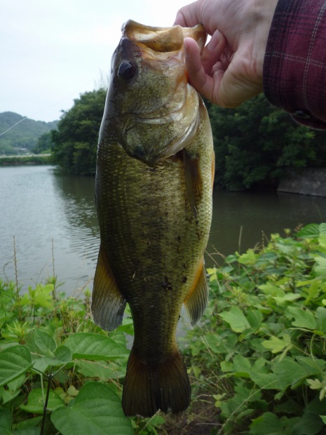 へらバス