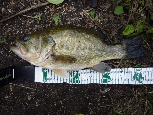サイズ：43cm ルアー：ドライブクローラー 4.5inch