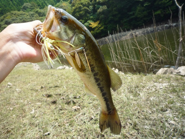 ブラックバス
