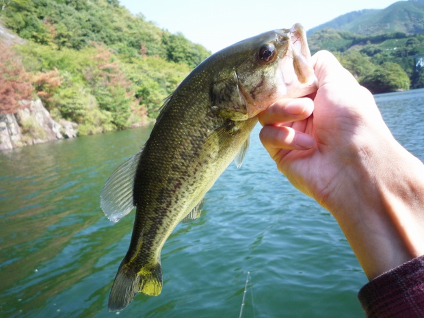 ブラックバス