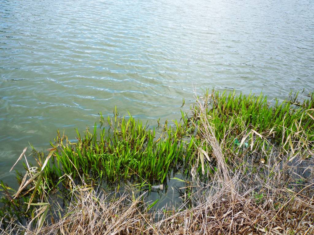 野池のカバー
