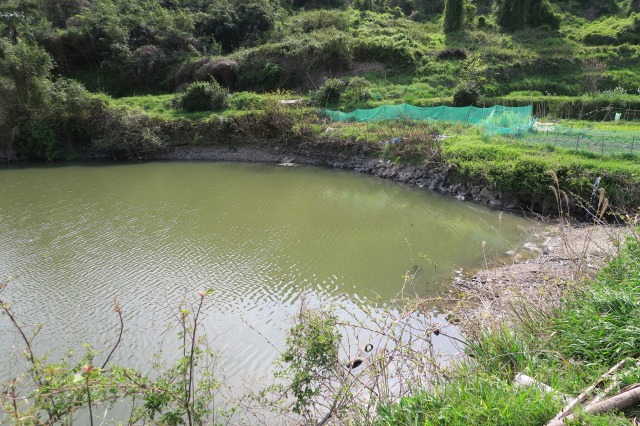 野池