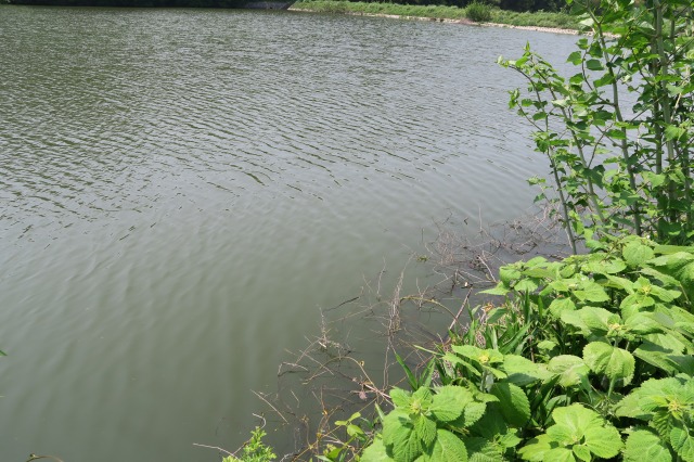 野池