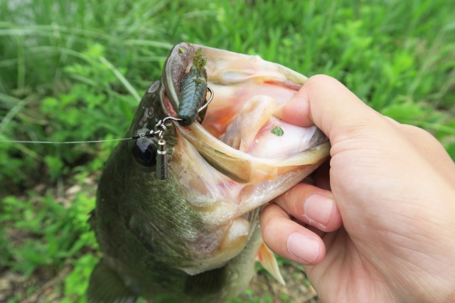 ブラックバス