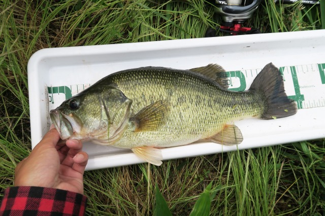 ブラックバス