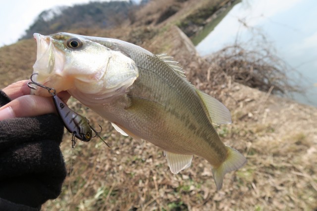 ブラックバス