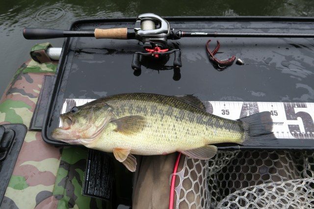 ブラックバス