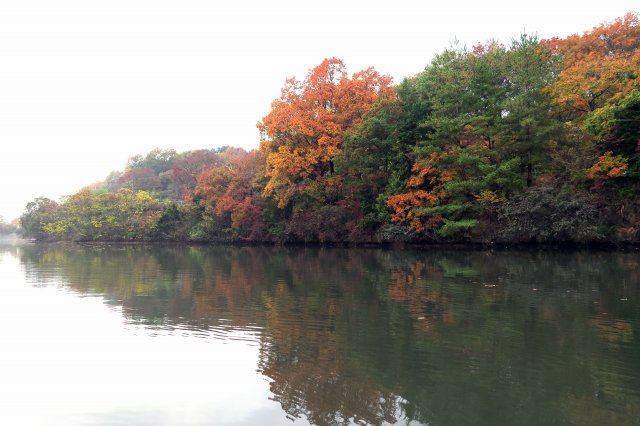 紅葉