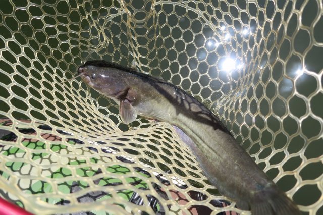 ナマズ