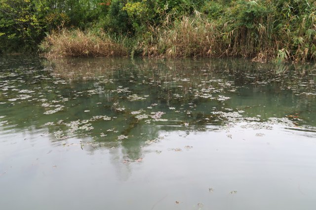 野池