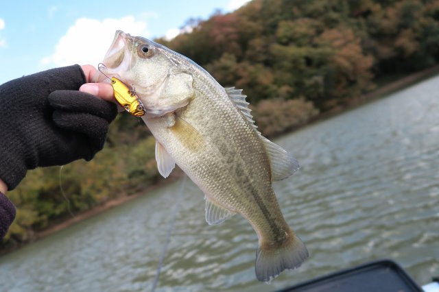 ブラックバス