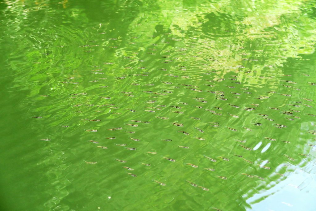 稚魚