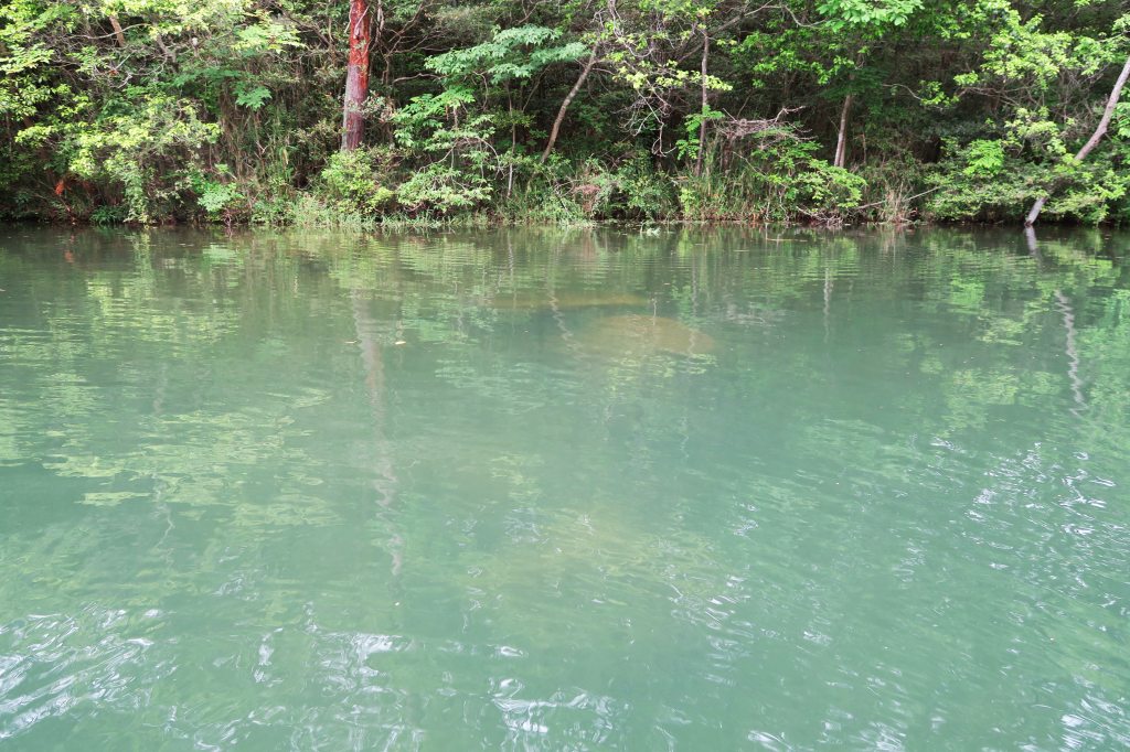 野池