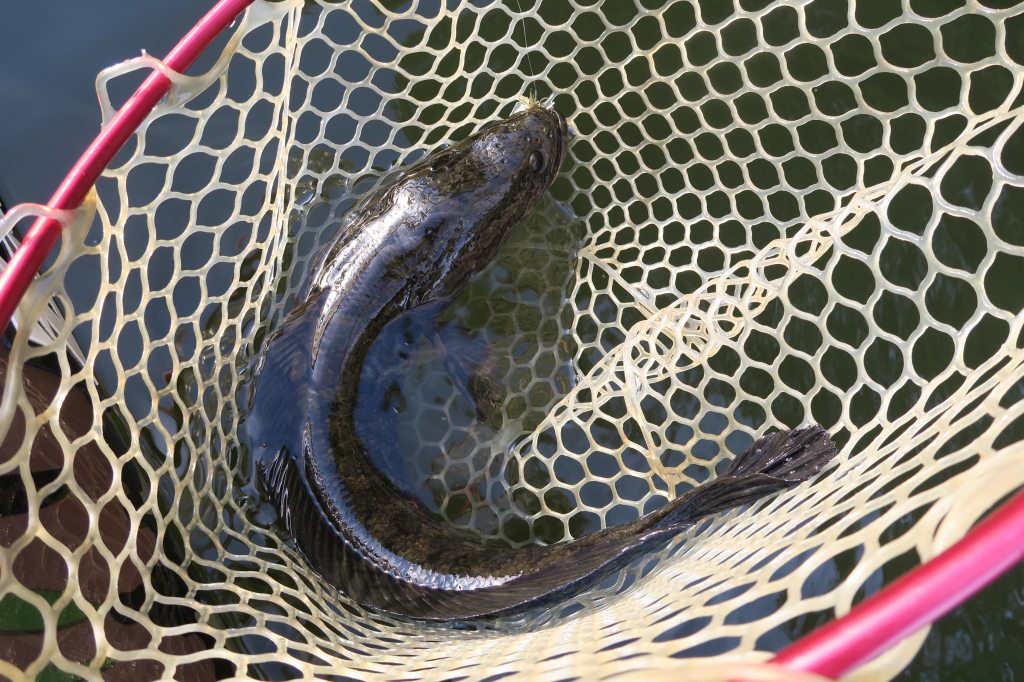雷魚