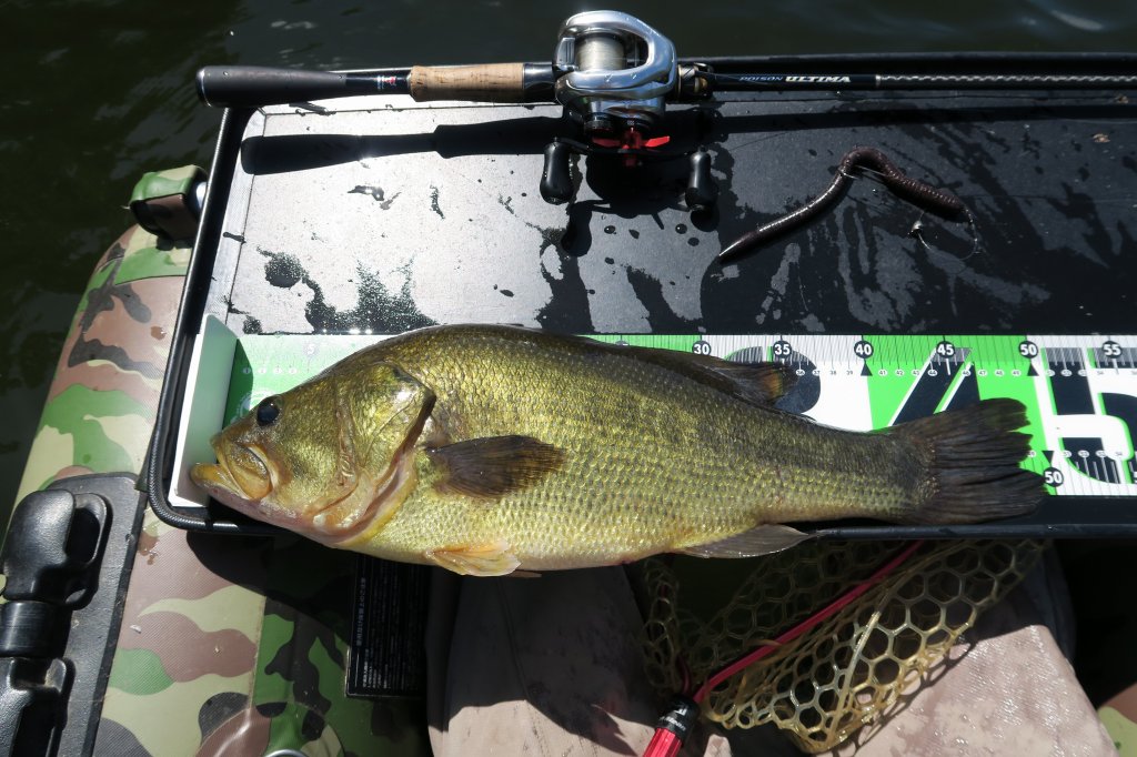ブラックバス