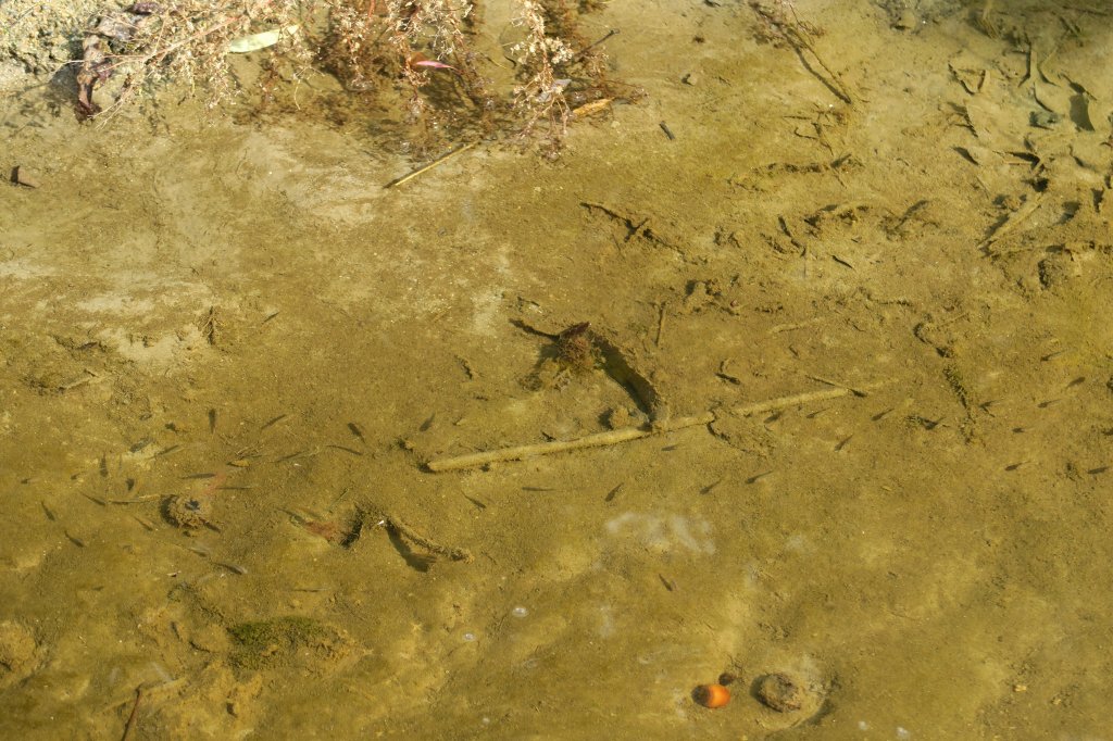 小魚