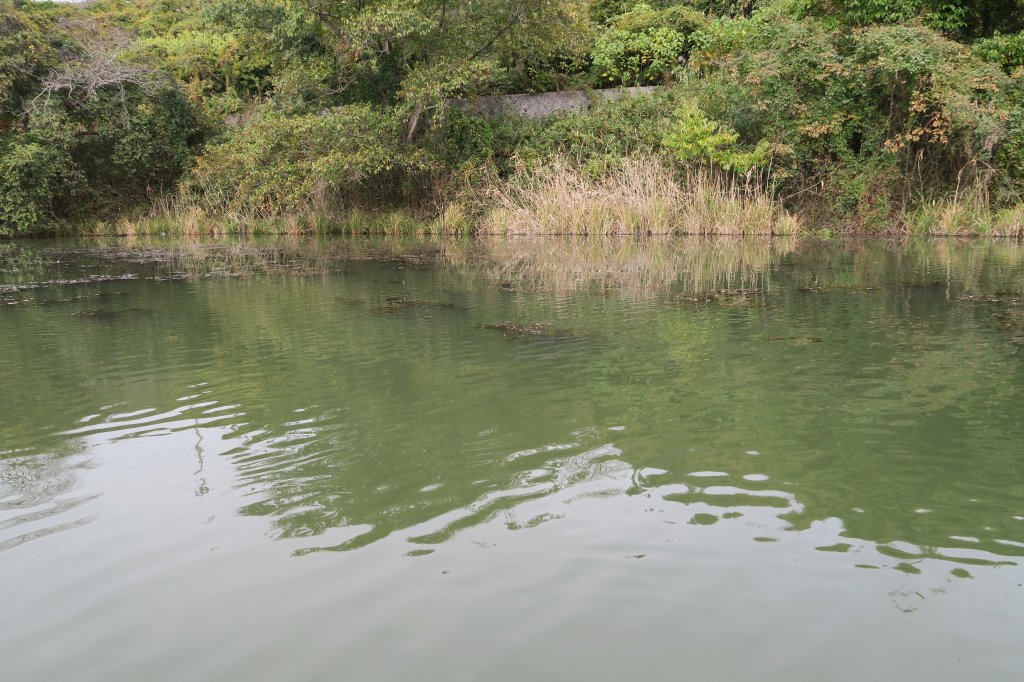 野池