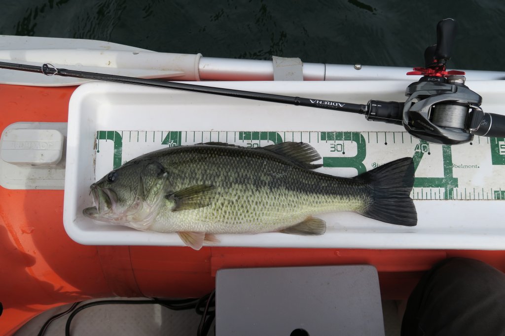 ブラックバス