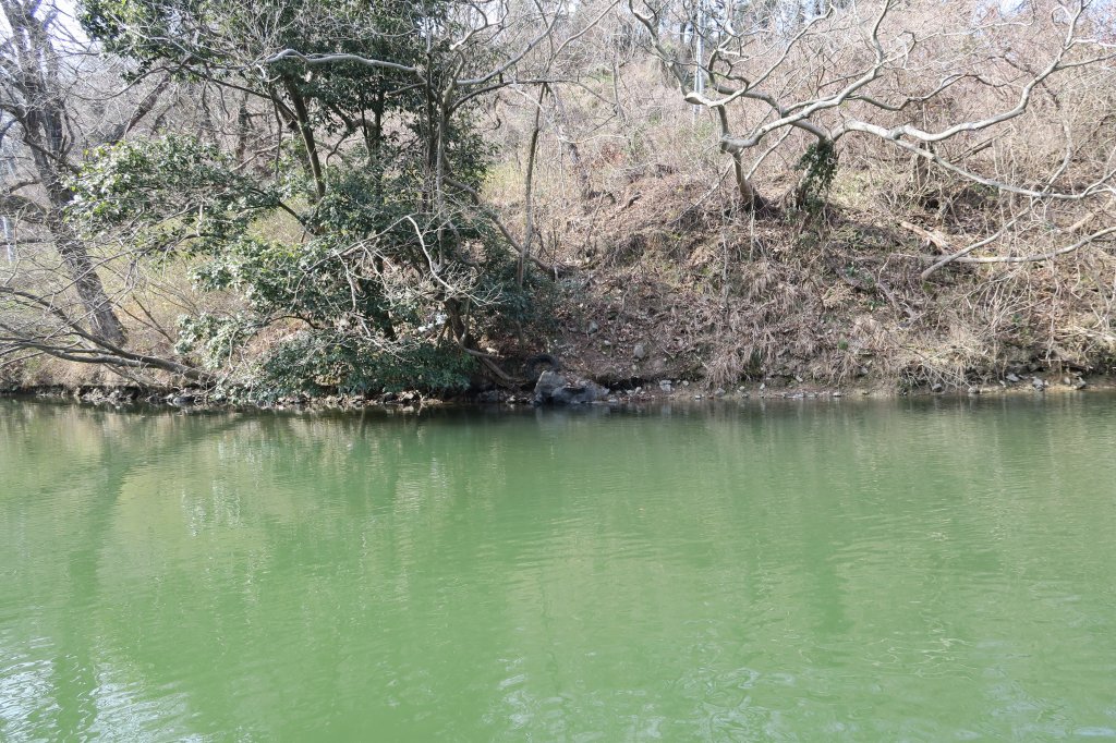 野池