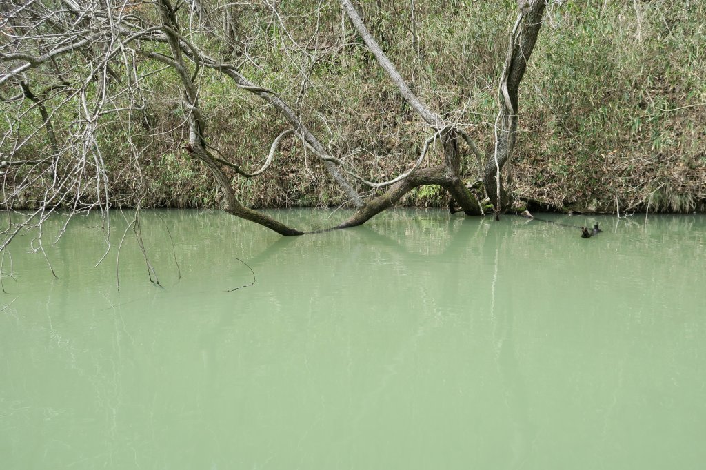 野池
