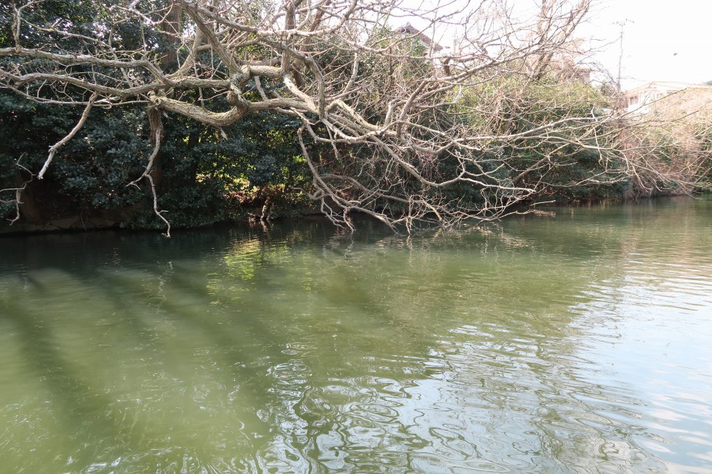 野池
