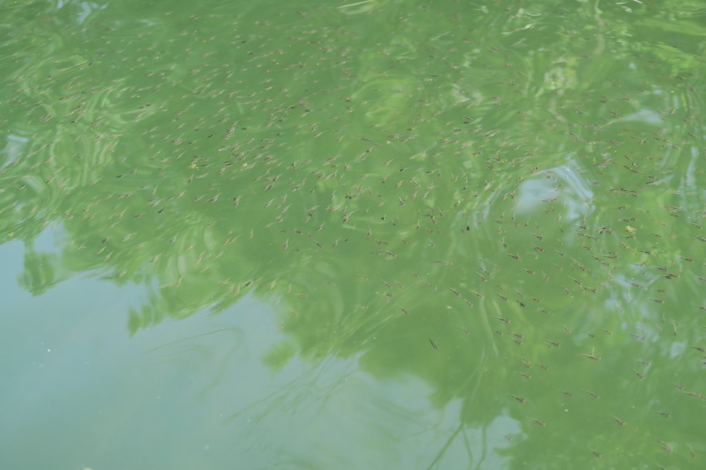 稚魚